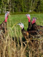 Turkeys